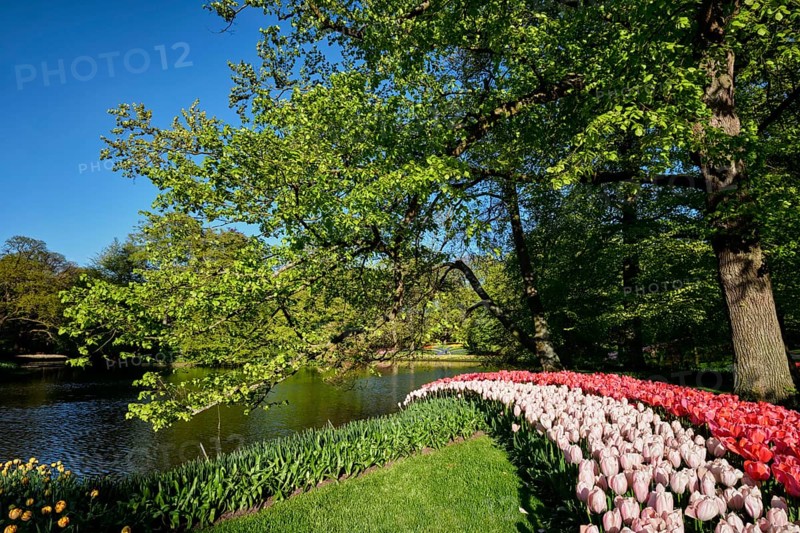 Blooming pink tulips flowerbeds in Keukenhof flower garden, also known as the Garden of Europe, one of the world largest flower gardens and popular tourist attraction. Lisse, the Netherlands