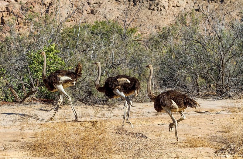 Common ostriches (Struthio camelus), Namib-Naukluft National Park, Namibia, Africa
