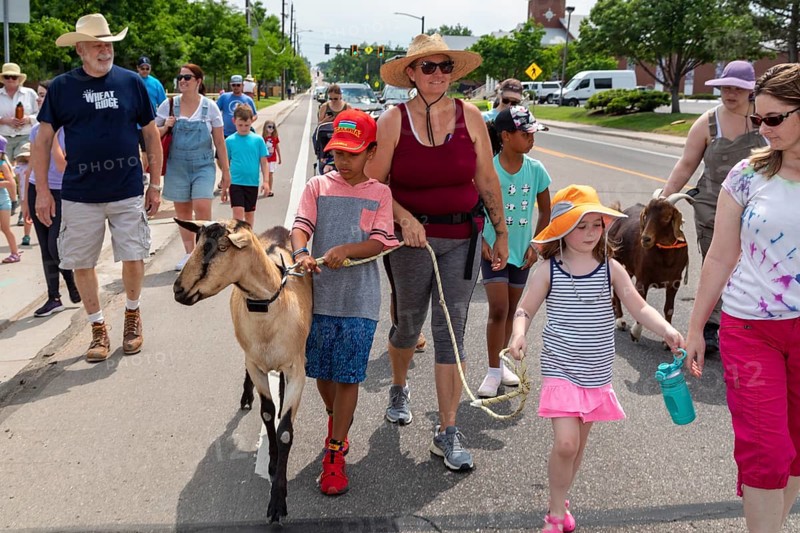 Wheat Ridge, Colorado, Accompanied by admiring children and adults, goats from 5 Fridges Farm parade to Lewis Meadows park where they will be allowed to graze for weed management and soil amendment