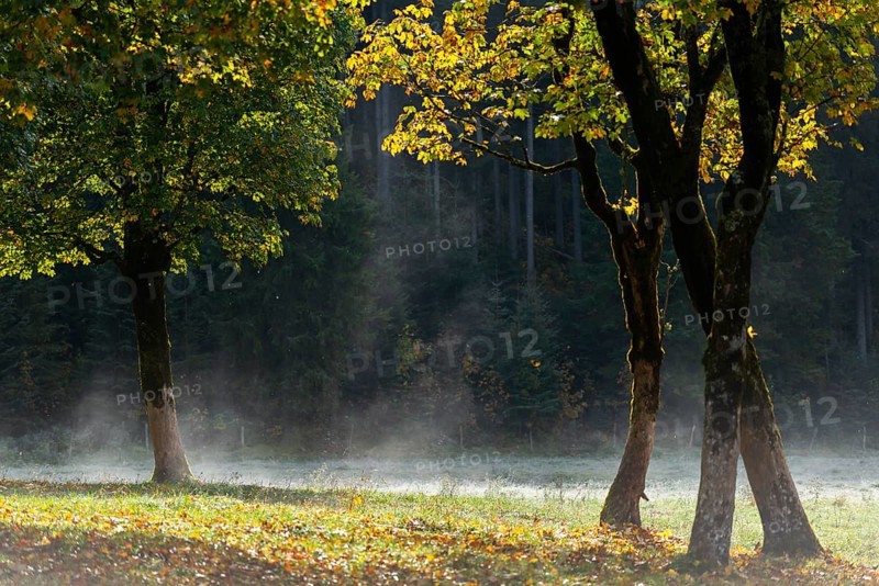 Engtal valley, large maple in the morning dew, sycamore maple (Acer pseudoplatanus) in glorious autumn colours, group of trees against the light