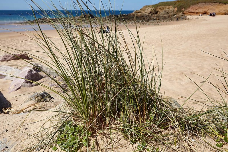 European marram grasses (Ammophila arenaria) with a blurred view of the English Channel in the background on the beach of Plévenon, Côtes-d'Armor, Brittany, France, Europe