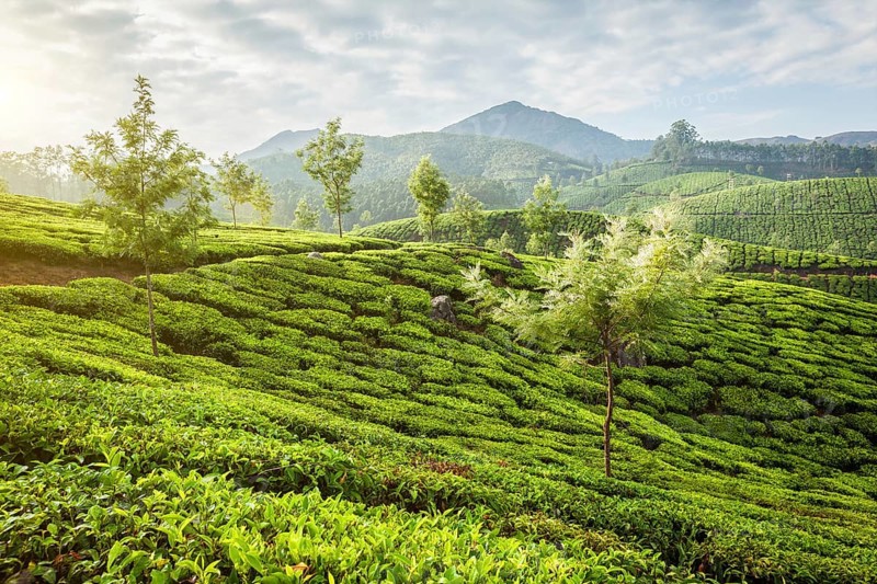 Kerala India travel background, panorama of green tea plantations in Munnar, Kerala, India in the morning on sunrise