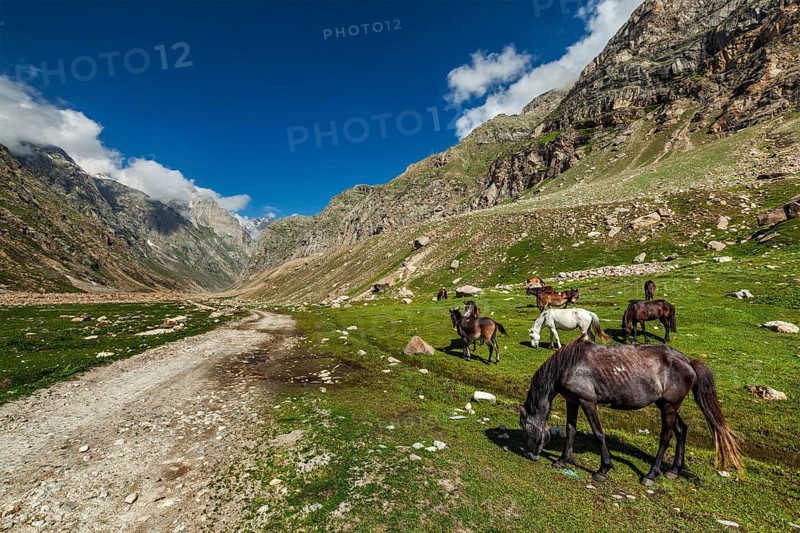 Horses grazing along dirt road in Lahaul Valley, Himachal Pradesh, India, Asia