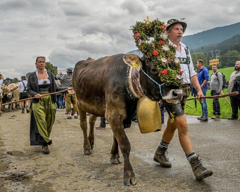 16. 09. 2022. Almabtrieb, cattle seperation in Thalkirchdorf, Markt Oberstaufen, Allgäu, Bavaria, Germany, Europe