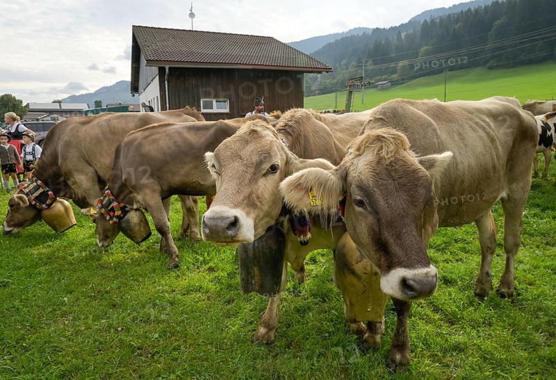 16. 09. 2022. Almabtrieb, cattle seperation in Thalkirchdorf, Markt Oberstaufen, Allgäu, Bavaria, Germany, Europe