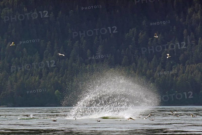 Humpback whale slaps the water with its fluke to stun fish, hunting behaviour, water fountain, Inside Passage, Juneau, Alaska, USA, North America
