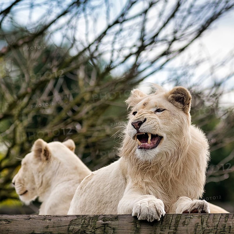 White lions (Panthera leo), pair, male pleading, colour mutation, leucism, portrait, captive, Safaripark, Safariland Stukenbrock, Schloss Holte-Stukenbrock, North Rhine-Westphalia, Germany, Europe