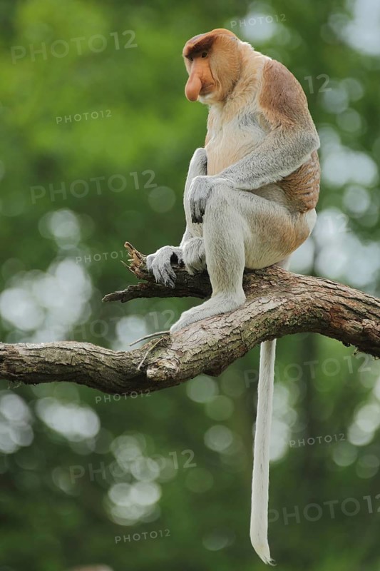 Proboscis monkey (Nasalis larvatus), adult, male, captive
