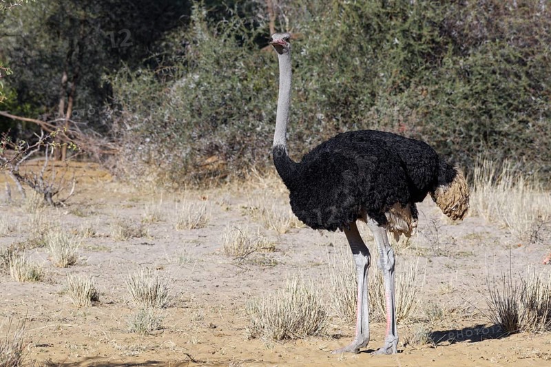 South African ostrich (Struthio camelus australis), adult male, Mahango Core Area, Bwabwata National Park, Kavango East, Caprivi Strip, Namibia, Africa