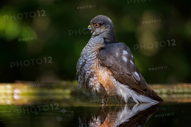 Eurasian sparrowhawk (Accipiter nisus) bathing at a waterhole in the forest, plumage erected, bird of prey, Kiskunsag National Park, Hungary, Europe