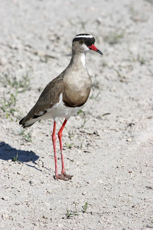 Crowned plover, Crowned lapwing (Vanellus coronatus), Etosha National Park, Namibia, South Africa, Africa