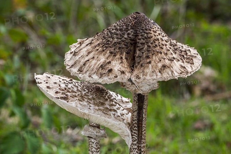 Two parasol mushrooms (Macrolepiota procera) in autumn, fall, close-up of caps