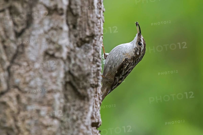 Short-toed treecreeper (Certhia brachydactyla) with insect in beak foraging for invertebrates on bark of tree trunk in forest