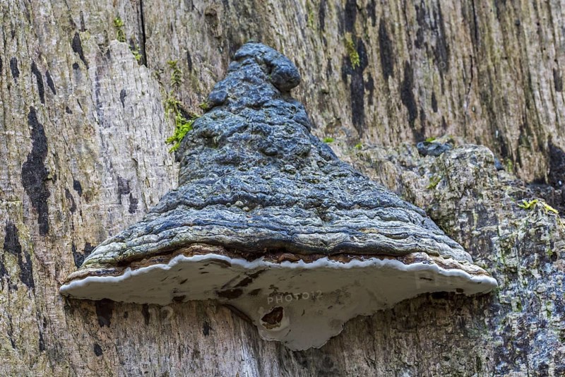 Artist's bracket, artist's conk, bear bread (Ganoderma applanatum) (Ganoderma lipsiense) on tree trunk