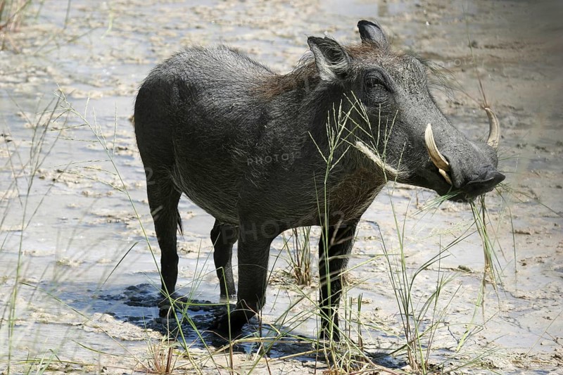 Common warthog (Phacochoerus africanus) with large tusks, Etosha National Park, Namibia, South Africa, Africa