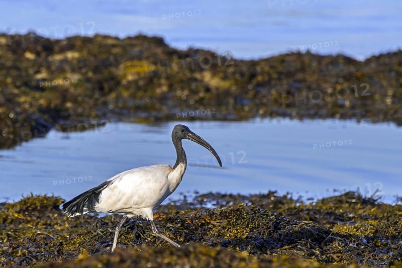 African sacred ibis (Threskiornis aethiopicus) introduced species foraging on seaweed covered beach along the Atlantic coast in Brittany, France, Europe