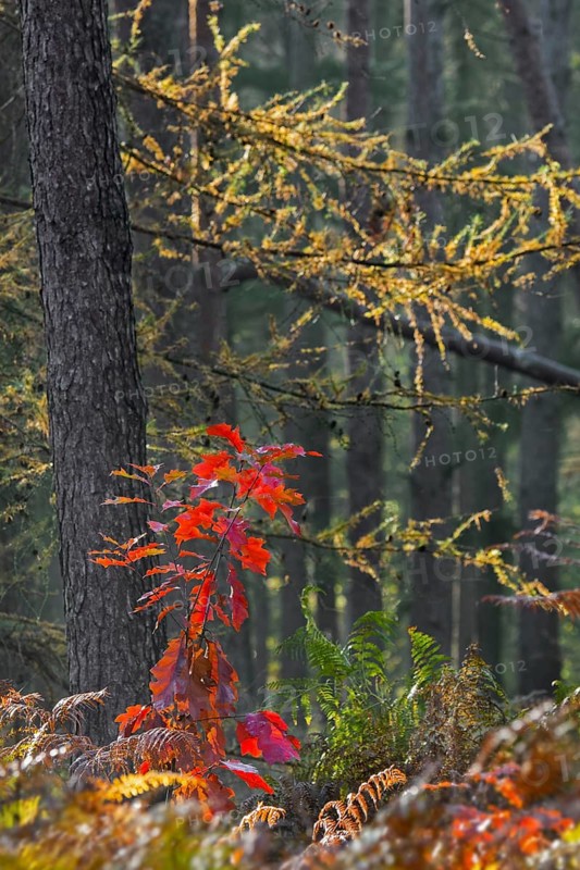 Northern red oak (Quercus rubra), champion oak (Quercus borealis) sapling showing red autumn colours in mixed forest with bracken in the fall