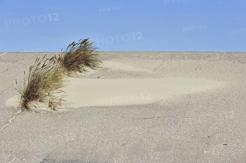 European marram grass (Ammophila arenaria), beachgrass growing as pioneer species on dyke along the North Sea coast at Nord-Pas-de-Calais, France, Europe