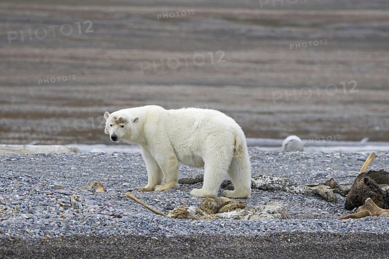 Scavenging polar bear (Ursus maritimus) feeding on carcass of stranded dead whale along the Svalbard coast, Spitsbergen, Norway, Europe