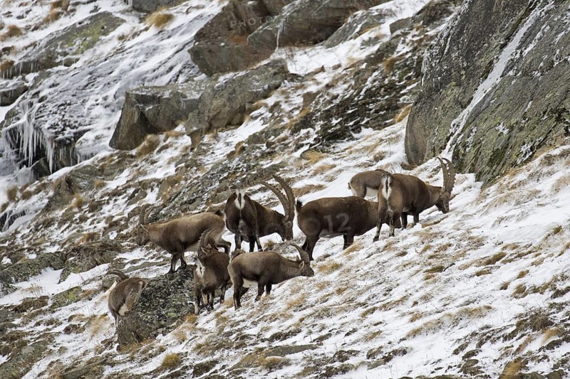 Herd of male Alpine ibexes (Capra ibex) foraging on mountain slope in the snow in winter, Gran Paradiso National Park, Italian Alps, Italy, Europe
