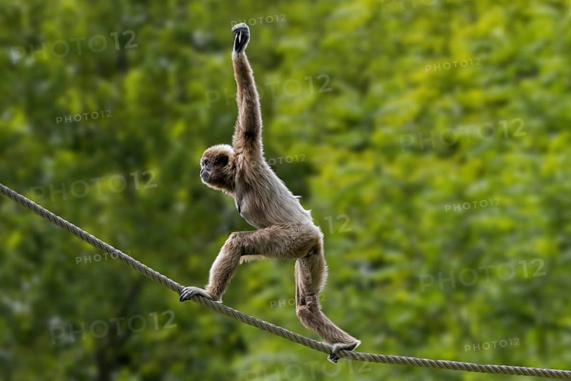 Lar gibbon, white-handed gibbon (Hylobates lar) balancing on rope in zoo, animal park, native to Indonesia, Laos, Malaysia, Myanmar and Thailand, Asia