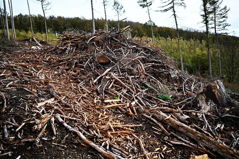 Trees damaged by climatic warming, drought, wind breakage and bark beetle, photographed on 2.11.2019 in Sauerland near Iserlohn, Germany, Europe