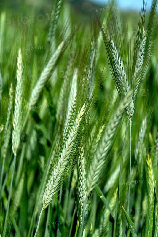 Close up of an ear of barley (hordeum vulgare) in a field. Auvergne Rhone Alpes. France