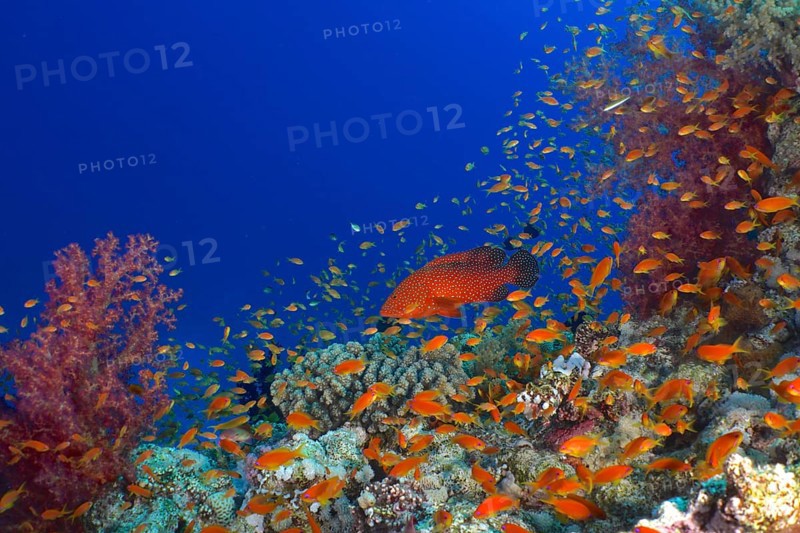 Jewel Grouper (Cephalopholis oligosticta), Hemprich's Tree Coral (Dendronephthya hemprichi) and shoal, group of sea goldie (Pseudanthias squamipinnis), St. Johns reef dive site, Red Sea, Egypt, Africa