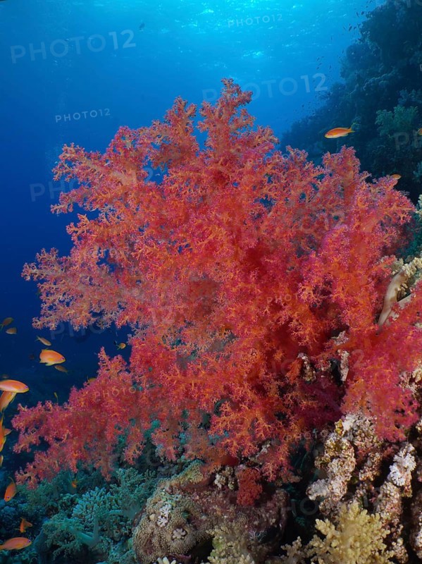 Hemprich's tree coral (Dendronephthya hemprichi), Fury Shoals reef dive site, Red Sea, Egypt, Africa