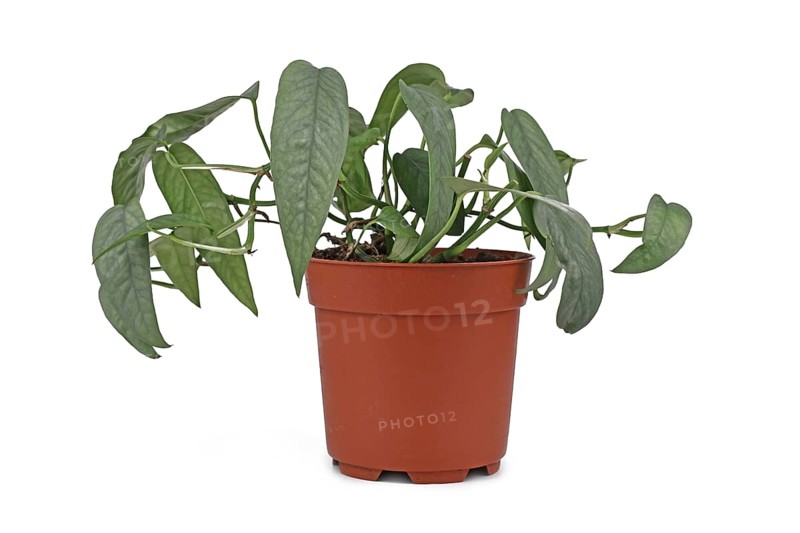 Tropical 'Epipremnum Pinnatum Cebu Blue' houseplant with silver-blue leaves in flower pot on white background