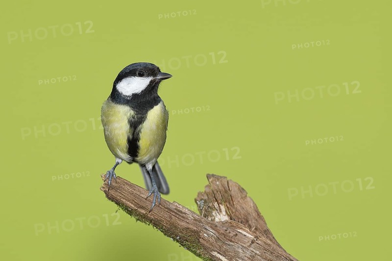 Great tit (Parus major), male sitting on a tree root, Wilden, North Rhine-Westphalia, Germany, Europe