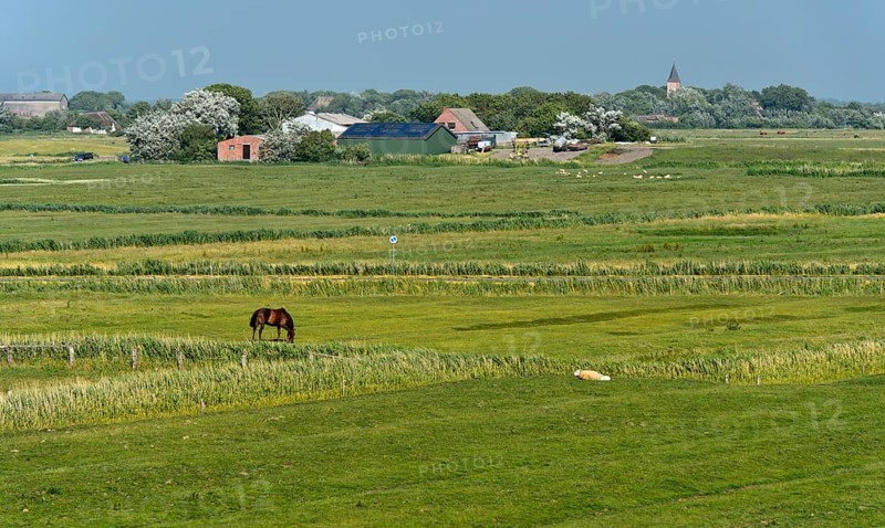 Pastures in the marshland near Westerhever, Eiderstedt Peninsula, Schleswig-Holstein, Germany, Europe