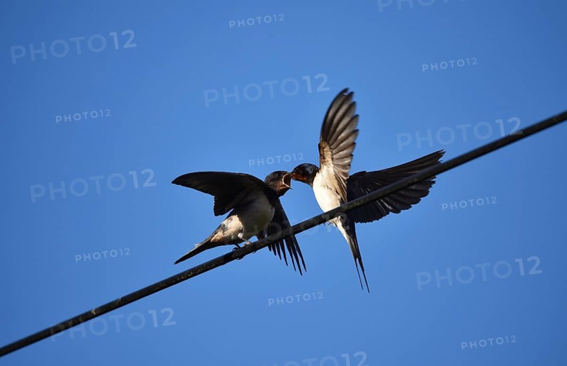Common house martin (delichon urbicum) feeding its chick on a power line, Schleswig-Holstein, Germany, Europe