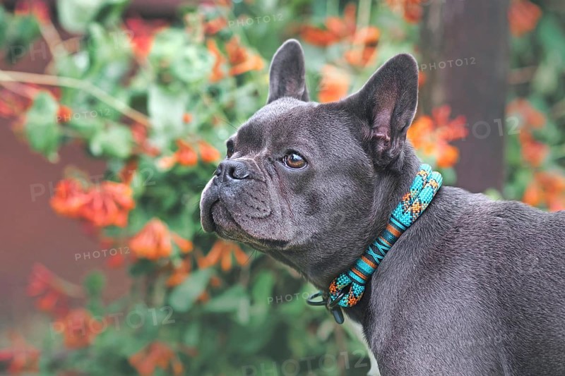 Black French Bulldog dog wearing rope collar in front of blurry flowers