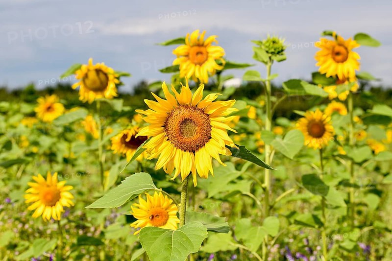 Sunflowers in a field near Bühl, flowers, Rastatt district, Black Forest, Baden-Württemberg, Germany, Europe