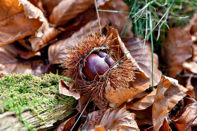Chestnut (Castanea sativa), open chestnut on autumn leaves, near Seebach, Ortenaukreis, Black Forest, Baden-Württemberg, Germany, Europe