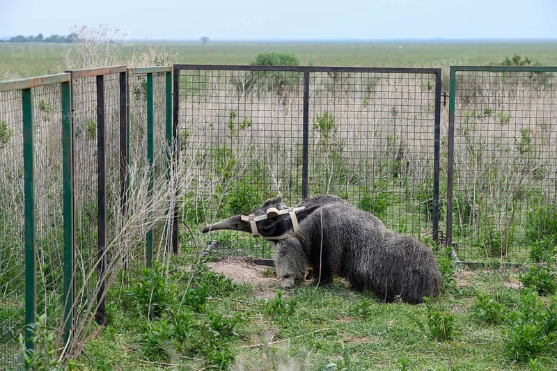 Giant anteater (Myrmecophaga tridactyla) with radio collar at the Conservation Land Trust breeding station, San Nicolás, Esteros del Iberá, Corrientes Province, Argentina, South America