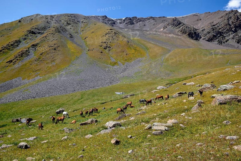 Horses on their summer pasture, West Karakol Valley, Tien Shan Mountains, Naryn region, Kyrgyzstan, Asia