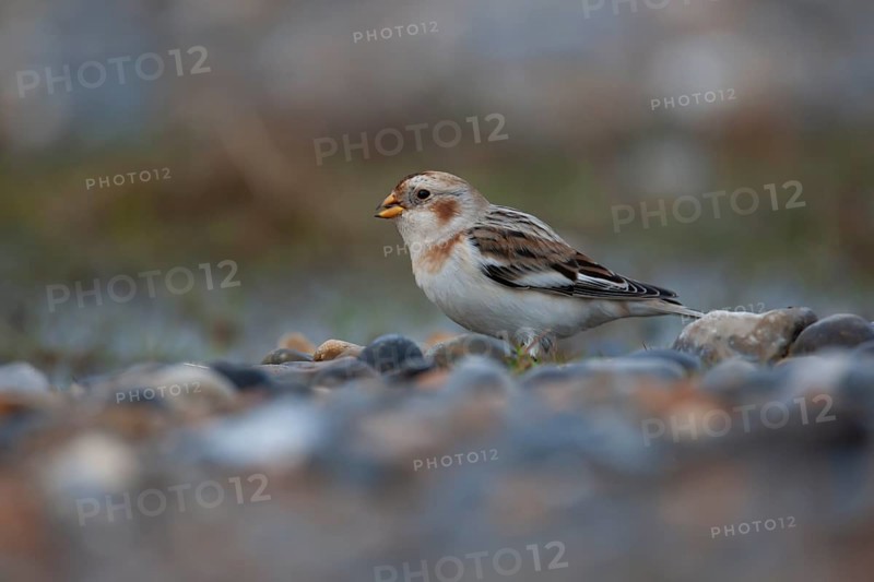 Snow bunting (Plectrophenax nivalis) adult bird on a shingle beach, Norfolk, England, United Kingdom, Europe