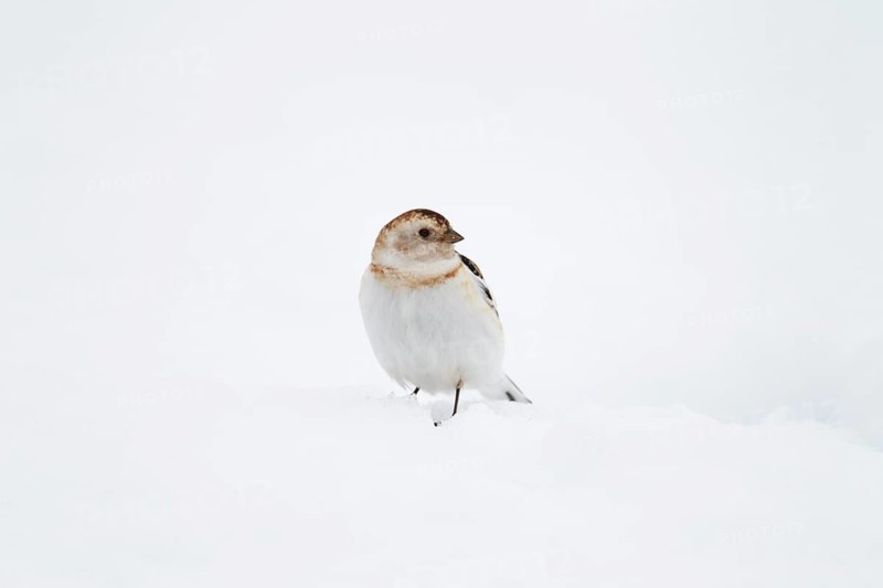 Snow bunting (Plectrophenax nivalis) adult bird on snow, Scotland, United Kingdom, Europe