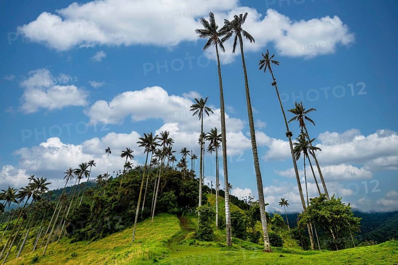 Wax palms largest palms in the world, Cocora valley, Unesco site coffee cultural landscape, Salento, Colombia, South America