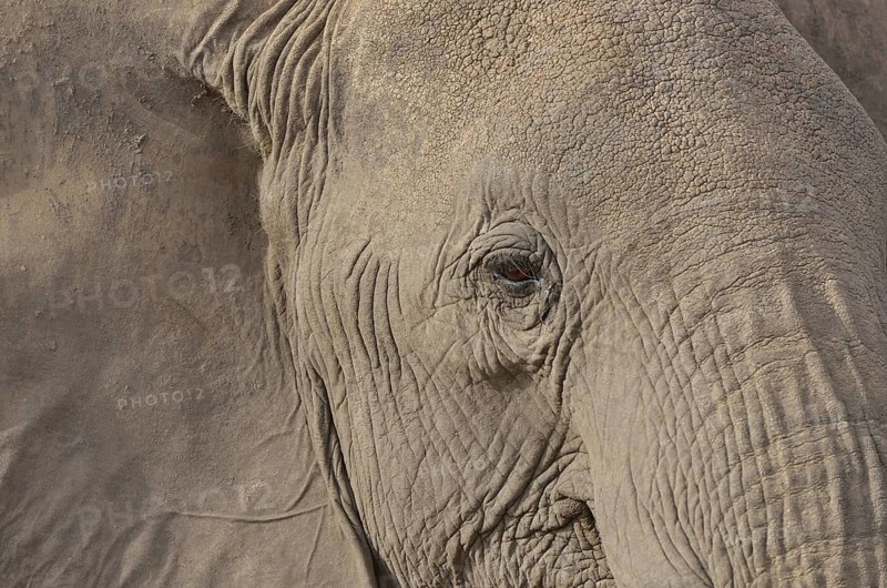 African Bush Elephant (Loxodonta africana), portrait, Amboseli National Park, Rift Valley Province, Kenya, Africa