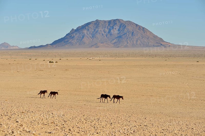 Namib desert horses (Equus ferus) in desert, near watering hole at Garub, Aus, Karas Region, Namibia, Africa