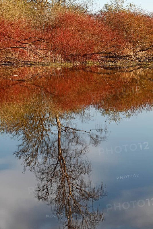Red-coloured bark of willow bushes on the banks of the Peene in spring, reflection of a birch in the water, Flusslandschaft Peenetal nature park Park, Mecklenburg-Western Pomerania, Germany, Europe