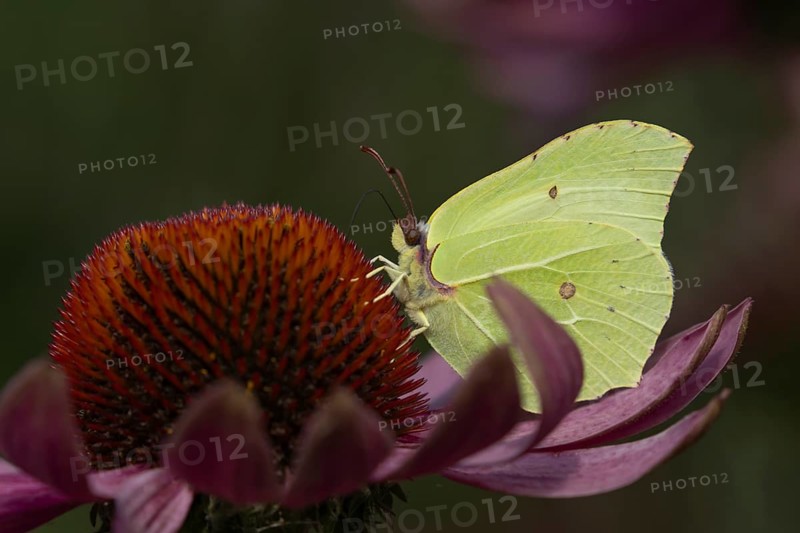 Brimstone (Gonepteryx rhamni) butterfly adult male feeding on a garden Coneflower (Echinacea purpurea) flower, Norfolk, England, United Kingdom, Europe