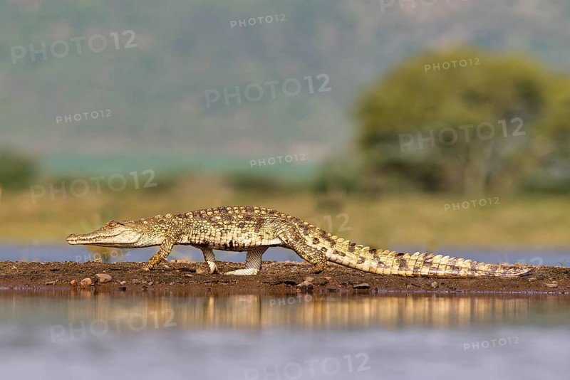 Nile crocodile (Crocodylus niloticus) walking on a sandbank, Kwazulu Natal Province, South Africa, Africa