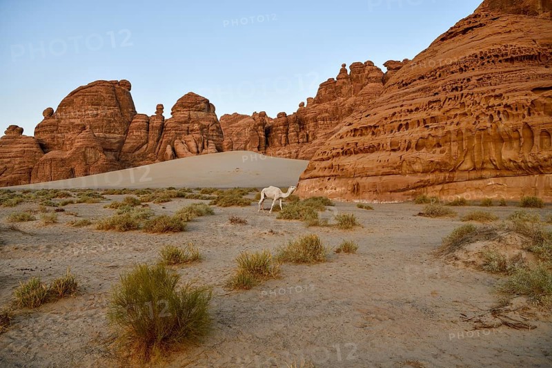 White dromedary in the Ashar Valley, near AlUla, Medina Province, Saudi Arabia, Arabian Peninsula, Asia