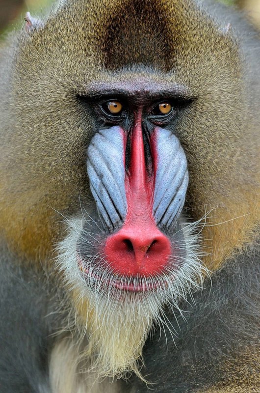 Mandrill (Mandrillus sphinx), male, animal portrait, captive, South-West Region, Cameroon, Africa