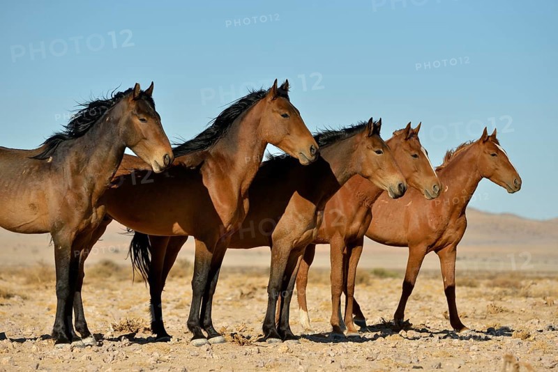 Desert Horses, Namib wild horses or Namib's (Equus ferus) near waterhole Garub, near Aus, Karas Region, Namibia, Africa
