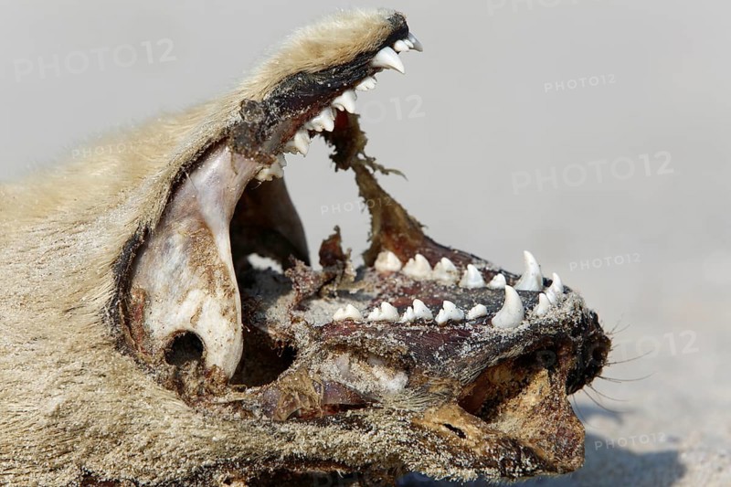 Seal (Phoca vitulina), found dead on the beach, detail of the head of a dead seal, Lower Saxony Wadden Sea National Park, Lower Saxony, Germany, Europe
